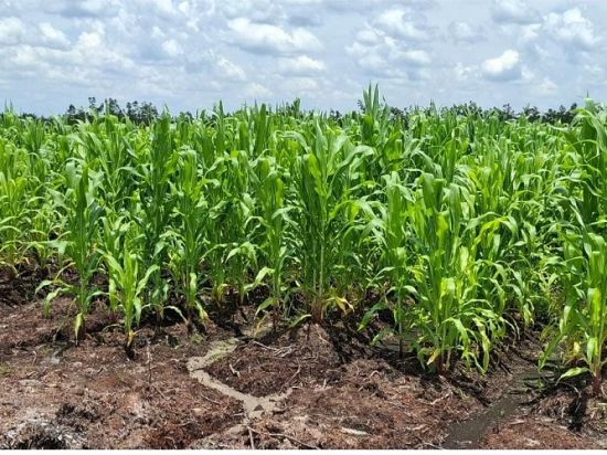 Tingkatkan Produktivitas Jagung Program Swasembada Pangan dengan Teknologi Benih Unggul Hibrida