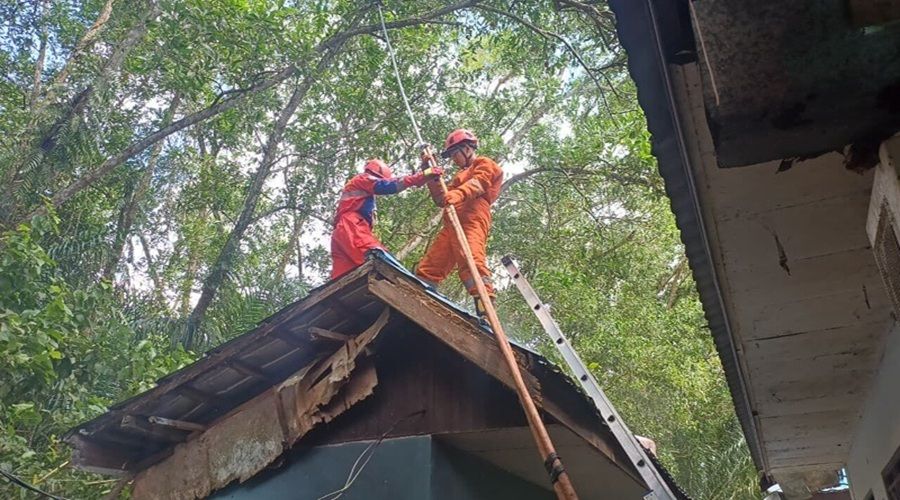 Header Sarang Lebah Liar Setinggi 12 Meter Dimusnahkan