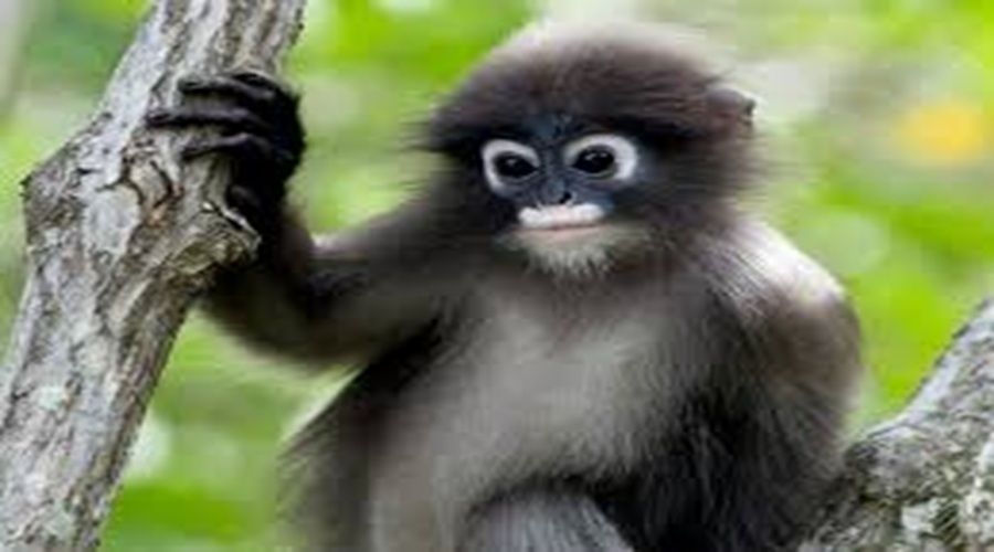 Header Lutung Abu-Abu Luka Parah Diduga Tertabrak Mobil di Kota Besi