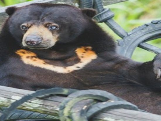 Beruang Madu Masuk Ke  Perkebunan Warga Lampuyang Kotim