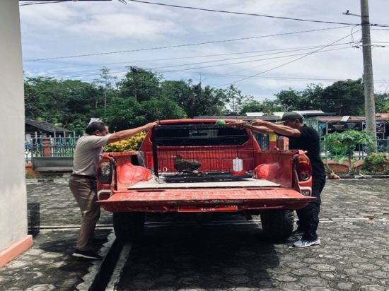 Hendak Dikirim ke Jawa Lewat Pelabuhan Sampit, Elang Ular Bido Disita Petugas Karantina