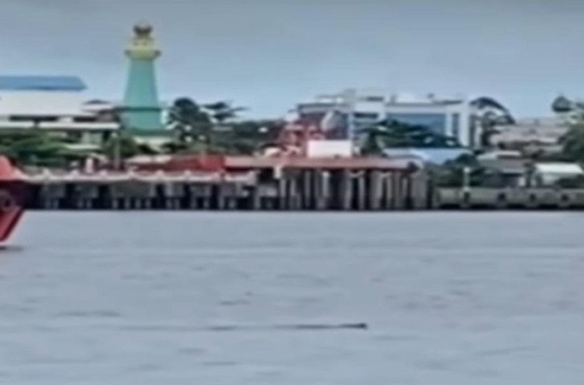 Header Pertandingan Lomba Dayung Di Sungai Mentaya Kotim  Sempat Dihentikan, Seekor Buaya Masuk Lintasan