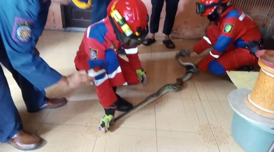 Header Mangsa Seekor Anak Ayam, Ular Piton 2,5 Meter Dievakuasi dari Pemukiman Warga