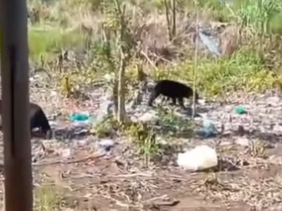 Warga Resah Beruang Hutan Sering Turun ke Pemukiman dan Kebun  Warga di Kotim
