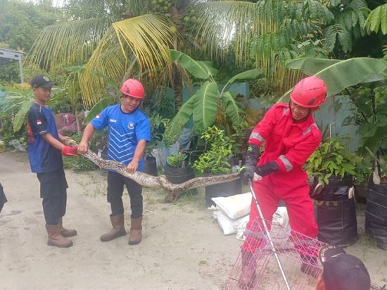 Ular Piton Besar Mangsa Ayam dalam Kandang Kucing Warga Palangka Raya