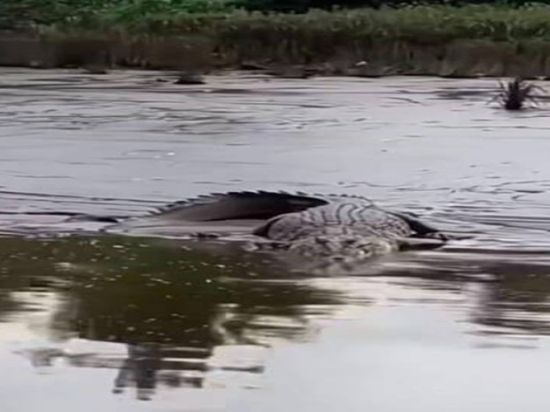 Warga Heboh, Buaya Ukuran Besar Muncul di Tepi Sungai Mentaya