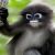 Lutung Abu-Abu Luka Parah Diduga Tertabrak Mobil di Kota Besi