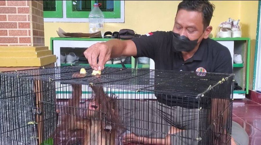 Header Populasi Satwa Endemik Kalimantan Kian Menyusut Akibat Perdagangan  Liar