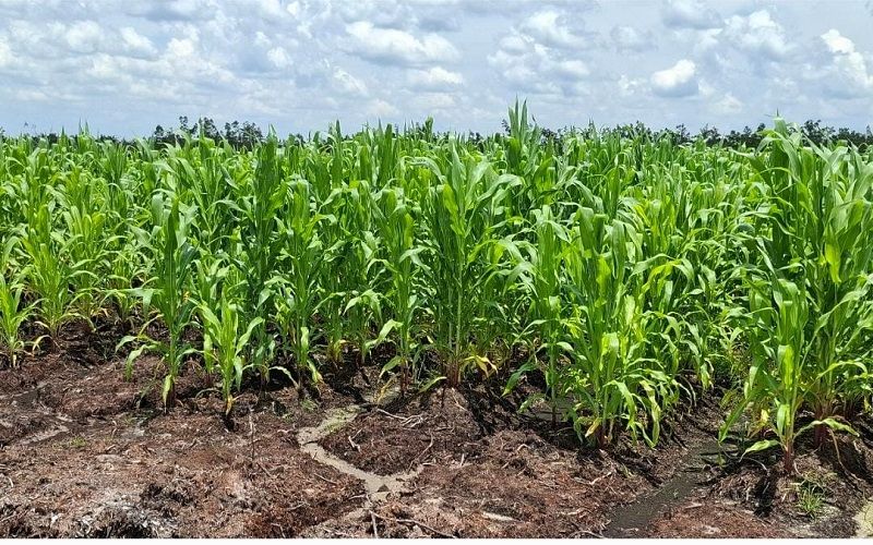 Header Tingkatkan Produktivitas Jagung Program Swasembada Pangan dengan Teknologi Benih Unggul Hibrida