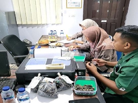 Guna Menjamin Standar Mutu Benih, PBT UPT BP3B Laksanakan Sertifikasi Benih Kelapa Sawit