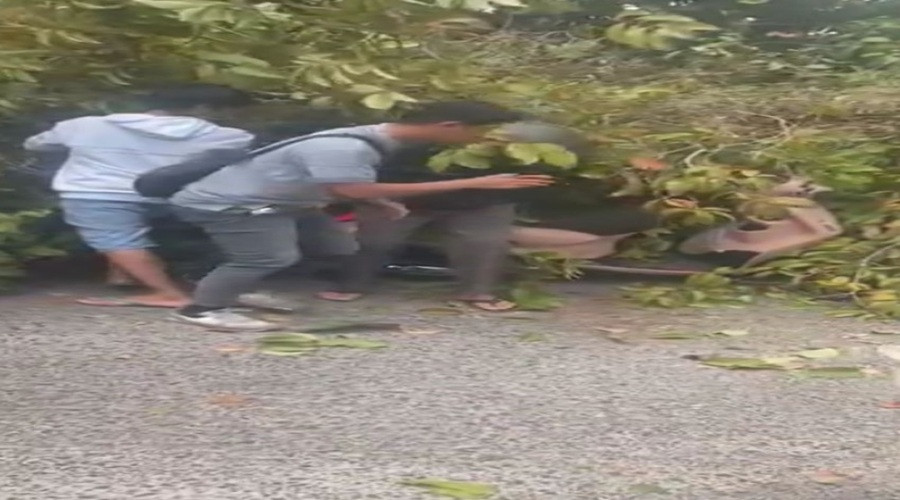 Header Ayah dan Anak Jadi Korban Tertimpa Pohon Tumbang di Palangka Raya